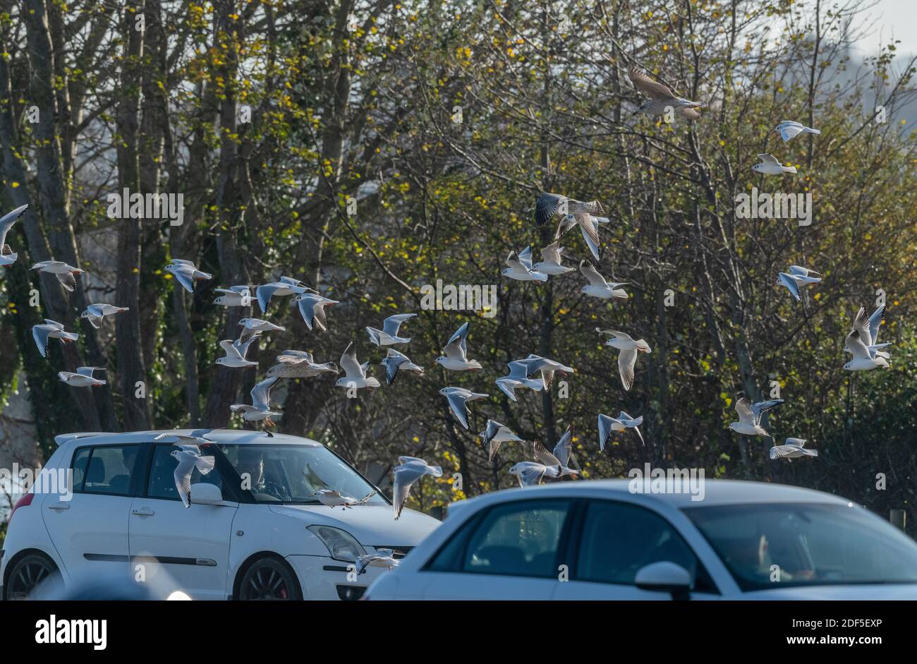 Groupe de mouettes, principalement des goélands à tête noire, Chericocephalus ridibundus, se rassemblant autour de la nourriture de la voiture garée. Weymouth. Banque D'Images