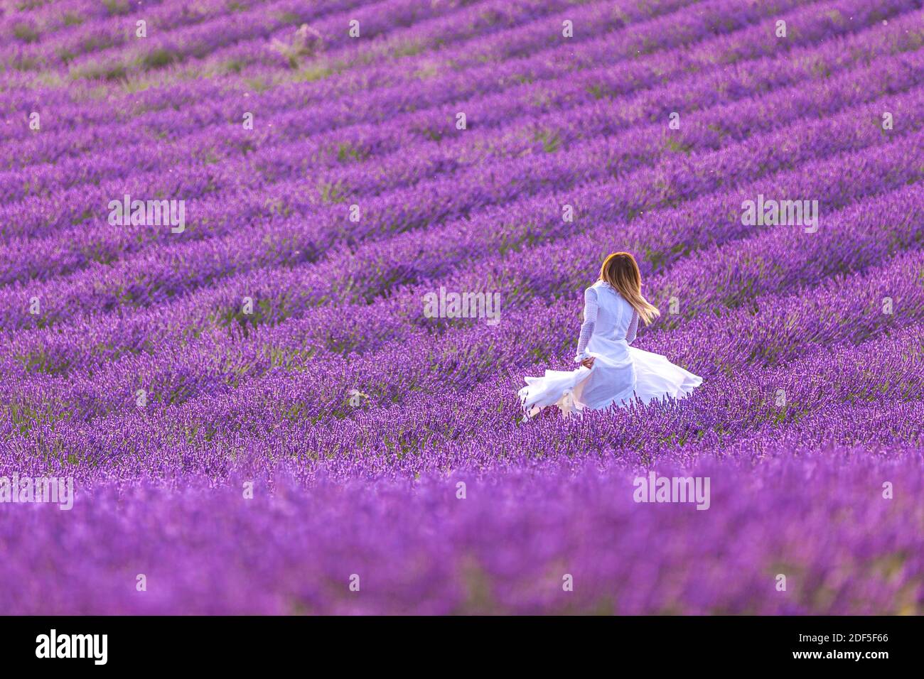 Belle jeune femme courir dans un champ de lavande. Banque D'Images