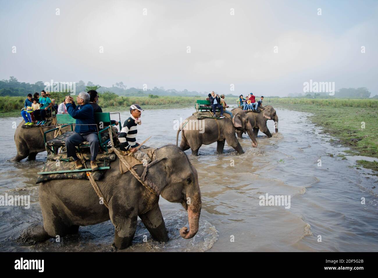 Kaziranga, Assam, Inde le 14 novembre 2014 - touristes appréciant le safari d'éléphant dans les forêts verdoyantes du parc national de Kaziranga, Assam, Nord-est, Ind Banque D'Images
