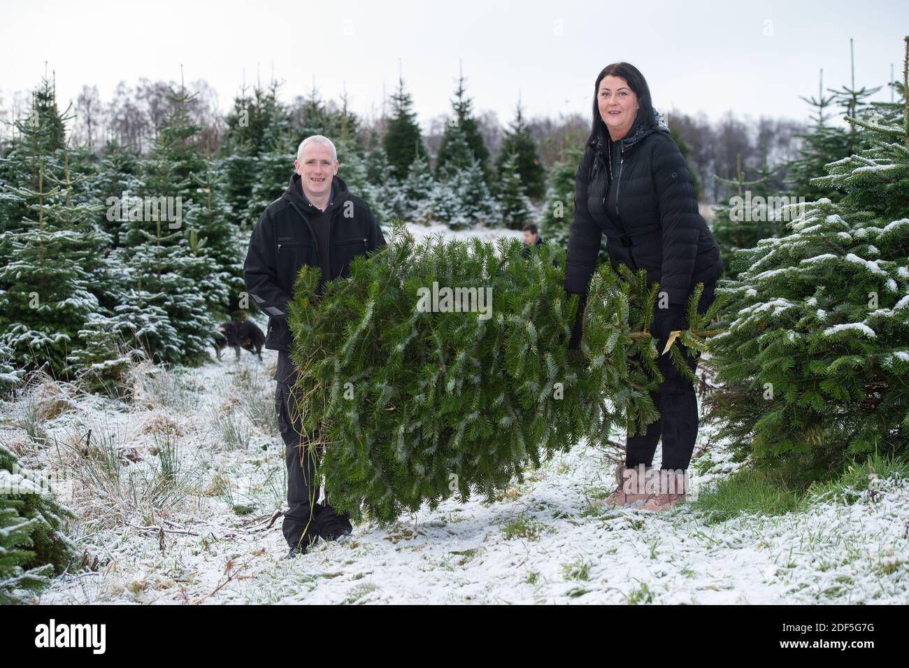 Buchlyvie, Trossachs et parc national du Loch Lomond, Écosse, Royaume-Uni. 3 décembre 2020. Photo : (G-D) Joe et Magda. Une famille aime passer une journée parfaite (Joe le papa et Magda le maman) avec leurs enfants à la chasse pour choisir le parfait arbre de Noël à la ferme des arbres de Noël de Duff près de Buchlyvie dans la campagne pittoresque des Trossachs et du parc national du Loch Lomond. Crédit : Colin Fisher/Alay Live News Banque D'Images