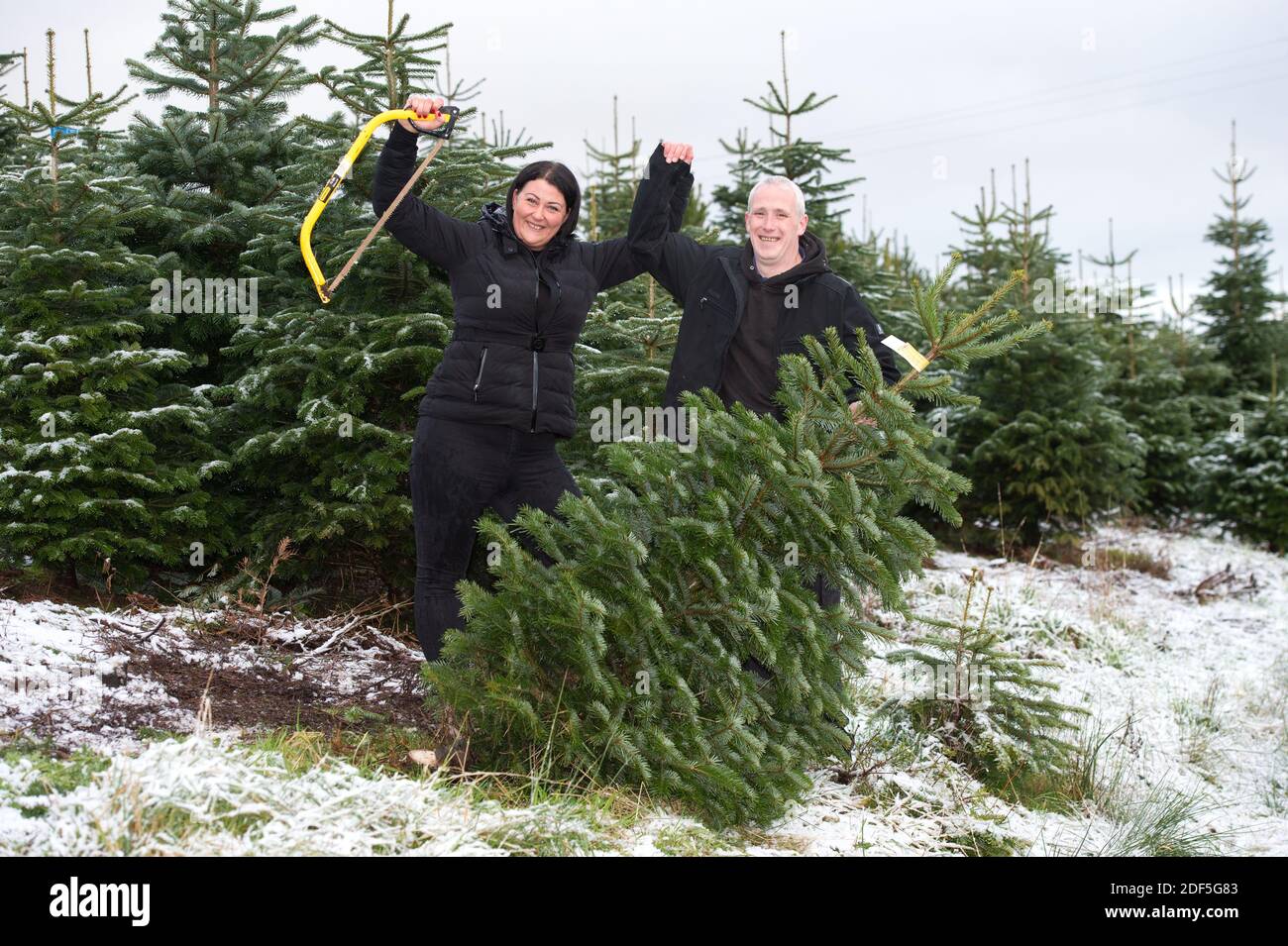 Buchlyvie, Trossachs et parc national du Loch Lomond, Écosse, Royaume-Uni. 3 décembre 2020. Photo : Joe. Et Magda. Une famille aime passer une journée parfaite (Joe le papa et Magda le maman) avec leurs enfants à la chasse pour choisir le parfait arbre de Noël à la ferme des arbres de Noël de Duff près de Buchlyvie dans la campagne pittoresque des Trossachs et du parc national du Loch Lomond. Crédit : Colin Fisher/Alay Live News Banque D'Images