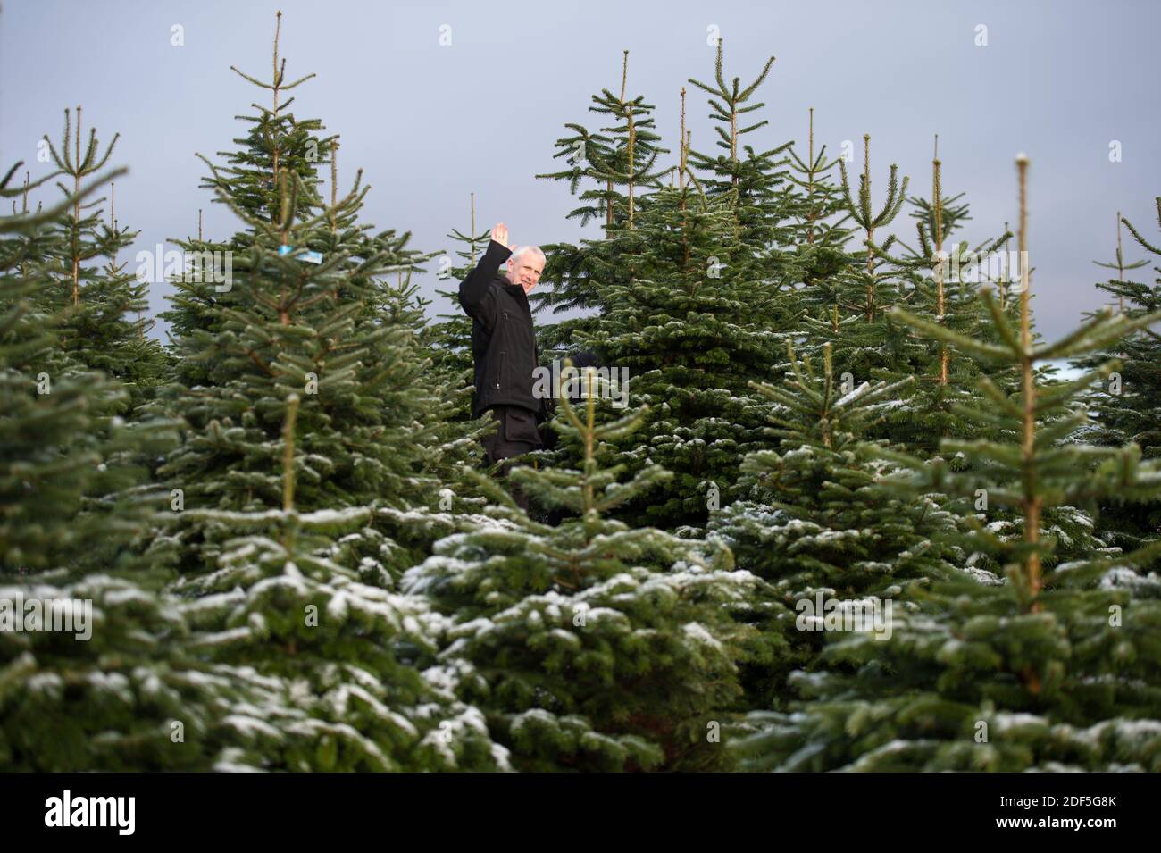 Buchlyvie, Trossachs et parc national du Loch Lomond, Écosse, Royaume-Uni. 3 décembre 2020. Photo : Joe. Et Magda. Une famille aime passer une journée parfaite (Joe le papa et Magda le maman) avec leurs enfants à la chasse pour choisir le parfait arbre de Noël à la ferme des arbres de Noël de Duff près de Buchlyvie dans la campagne pittoresque des Trossachs et du parc national du Loch Lomond. Crédit : Colin Fisher/Alay Live News Banque D'Images