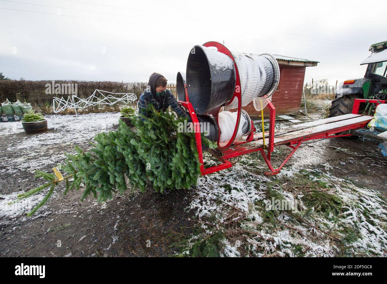 Buchlyvie, Trossachs et parc national du Loch Lomond, Écosse, Royaume-Uni. 3 décembre 2020. Photo : la dougie de la ferme d'arbres de Noël Duff mesure et emboîte l'arbre. Une famille aime passer une journée parfaite (Joe le papa et Magda le maman) avec leurs enfants à la chasse pour choisir le parfait arbre de Noël à la ferme des arbres de Noël de Duff près de Buchlyvie dans la campagne pittoresque des Trossachs et du parc national du Loch Lomond. Crédit : Colin Fisher/Alay Live News Banque D'Images