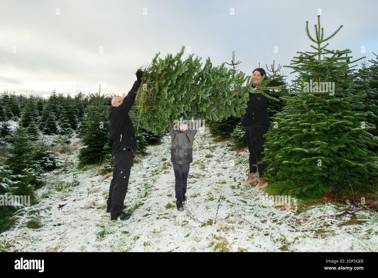 Buchlyvie, Trossachs et parc national du Loch Lomond, Écosse, Royaume-Uni. 3 décembre 2020. Photo : (G-D) Joe, Mikey et Magda. Une famille aime passer une journée parfaite (Joe le papa et Magda le maman) avec leurs enfants à la chasse pour choisir le parfait arbre de Noël à la ferme des arbres de Noël de Duff près de Buchlyvie dans la campagne pittoresque des Trossachs et du parc national du Loch Lomond. Crédit : Colin Fisher/Alay Live News Banque D'Images