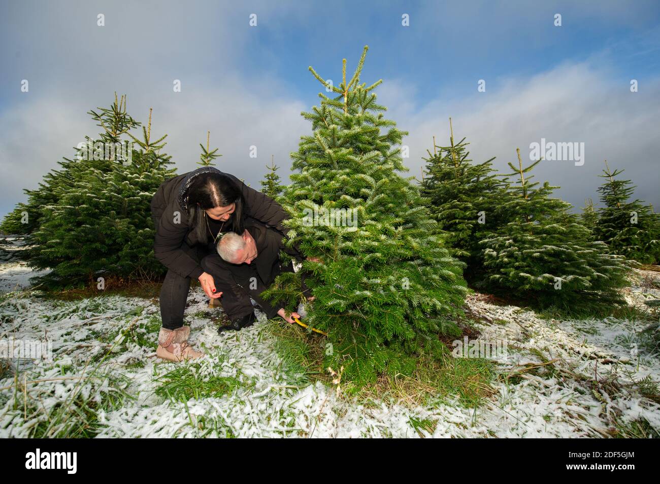 Buchlyvie, Trossachs et parc national du Loch Lomond, Écosse, Royaume-Uni. 3 décembre 2020. Photo : Joe. Et Magda. Une famille aime passer une journée parfaite (Joe le papa et Magda le maman) avec leurs enfants à la chasse pour choisir le parfait arbre de Noël à la ferme des arbres de Noël de Duff près de Buchlyvie dans la campagne pittoresque des Trossachs et du parc national du Loch Lomond. Crédit : Colin Fisher/Alay Live News Banque D'Images