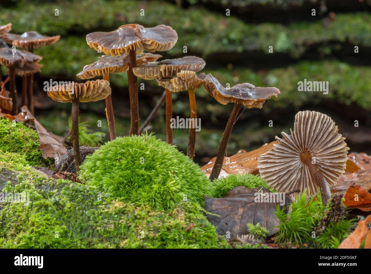 Souche de Mycena à pois rougeâtres, Mycena maculata, champignons sur le vieux tronc moussy tombé. Nouvelle forêt. Banque D'Images