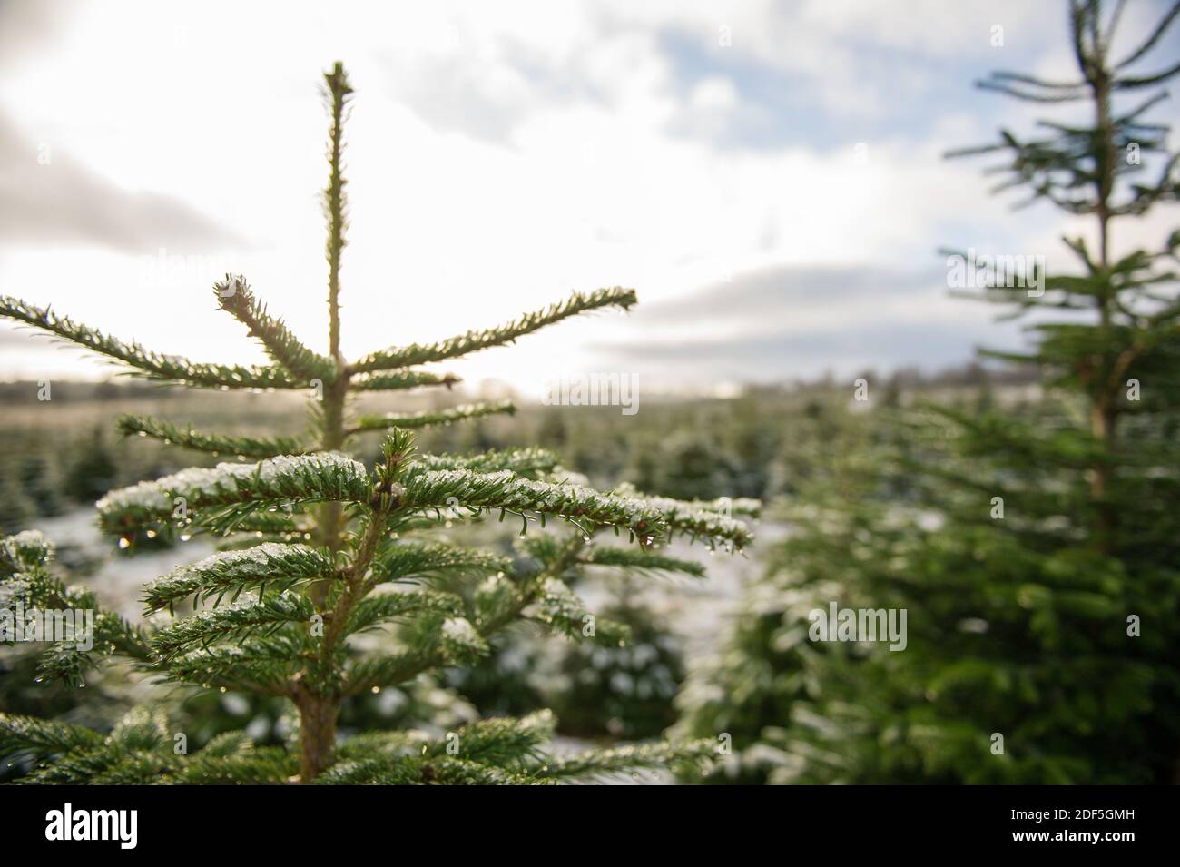 Buchlyvie, Trossachs et parc national du Loch Lomond, Écosse, Royaume-Uni. 3 décembre 2020. Photo : Joe. Et Magda. Une famille aime passer une journée parfaite (Joe le papa et Magda le maman) avec leurs enfants à la chasse pour choisir le parfait arbre de Noël à la ferme des arbres de Noël de Duff près de Buchlyvie dans la campagne pittoresque des Trossachs et du parc national du Loch Lomond. Crédit : Colin Fisher/Alay Live News Banque D'Images