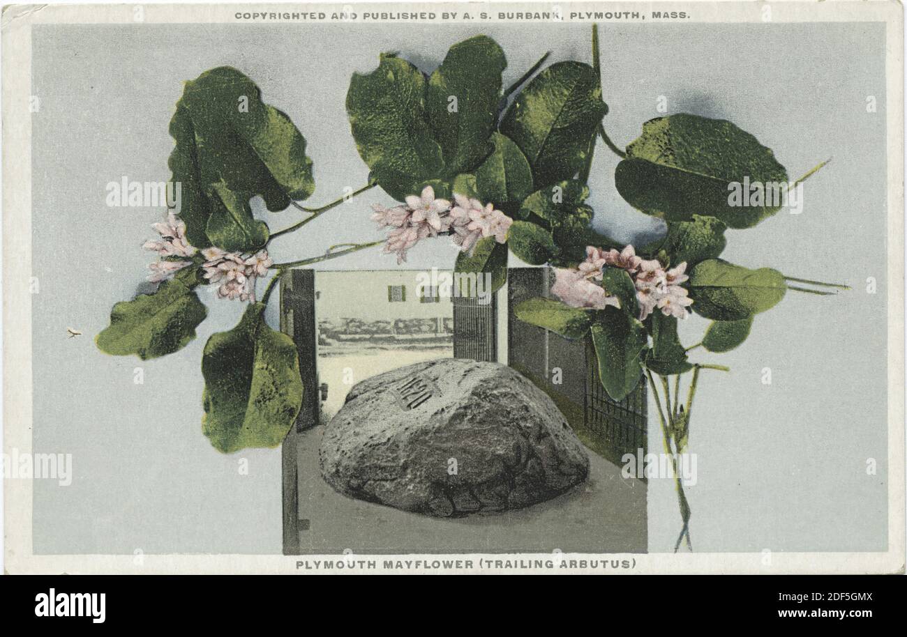 Plymouth Mayflower (Arbutus de fuite), image fixe, cartes postales, 1898 - 1931 Banque D'Images