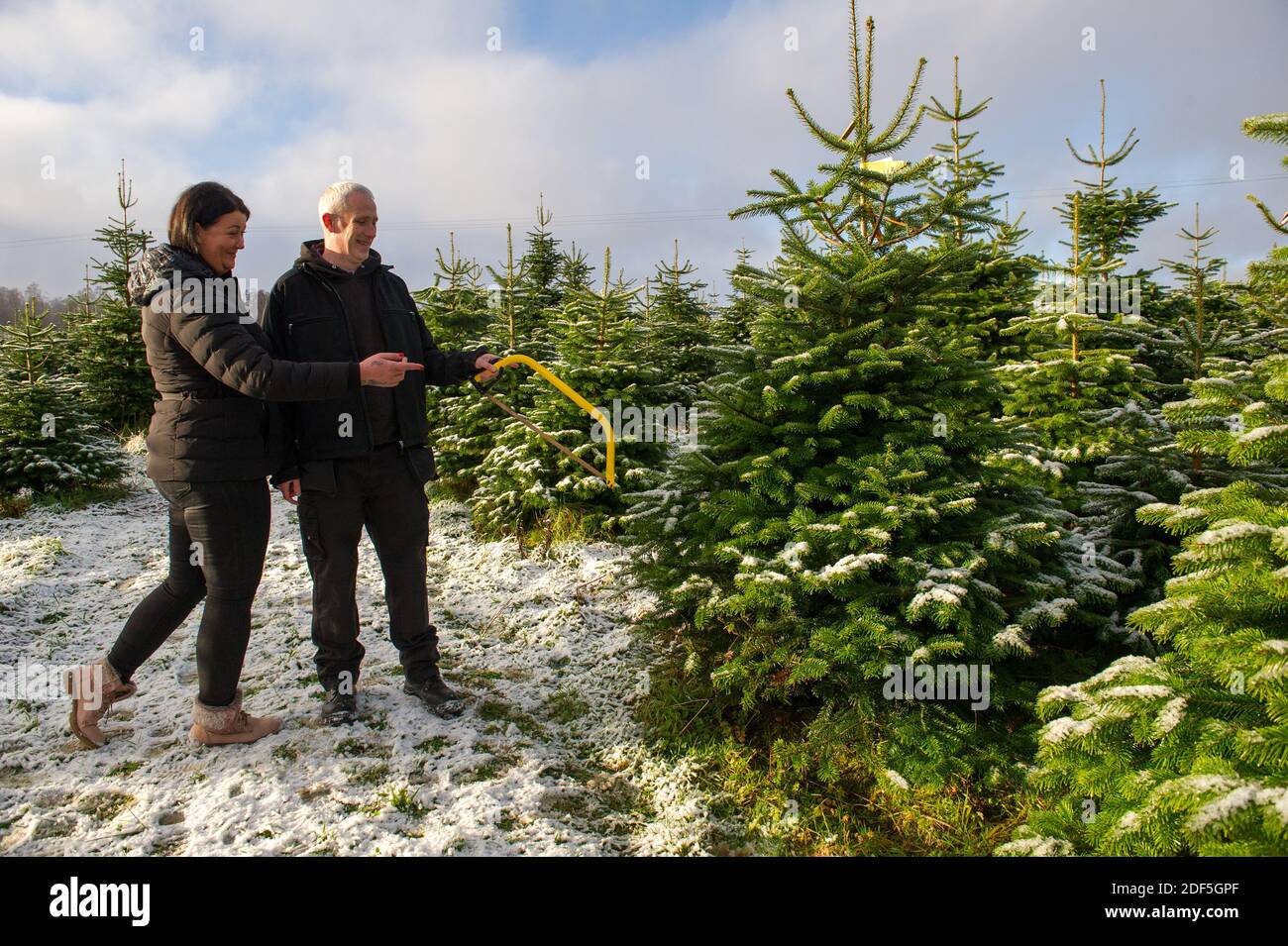 Buchlyvie, Trossachs et parc national du Loch Lomond, Écosse, Royaume-Uni. 3 décembre 2020. Photo : Joe. Et Magda. Une famille aime passer une journée parfaite (Joe le papa et Magda le maman) avec leurs enfants à la chasse pour choisir le parfait arbre de Noël à la ferme des arbres de Noël de Duff près de Buchlyvie dans la campagne pittoresque des Trossachs et du parc national du Loch Lomond. Crédit : Colin Fisher/Alay Live News Banque D'Images