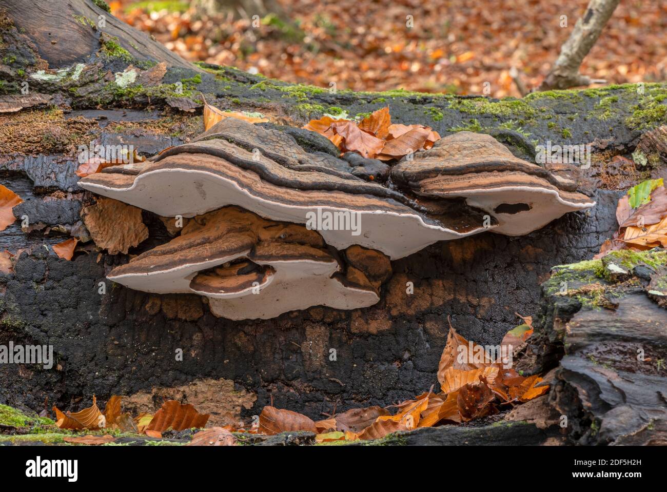 Southern Bracket, Ganoderma australe, champignon sur le hêtre tombé en automne, Nouvelle forêt. Banque D'Images