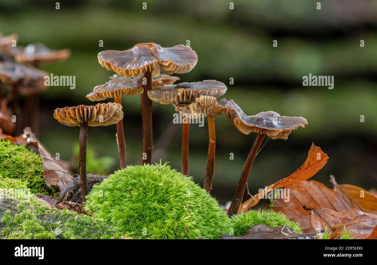 Souche de Mycena à pois rougeâtres, Mycena maculata, champignons sur le vieux tronc moussy tombé. Nouvelle forêt. Banque D'Images