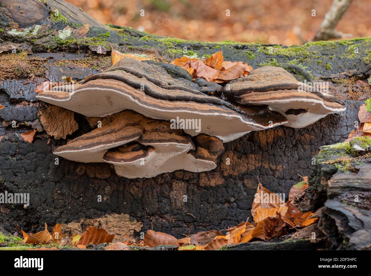 Southern Bracket, Ganoderma australe, champignon sur le hêtre tombé en automne, Nouvelle forêt. Banque D'Images