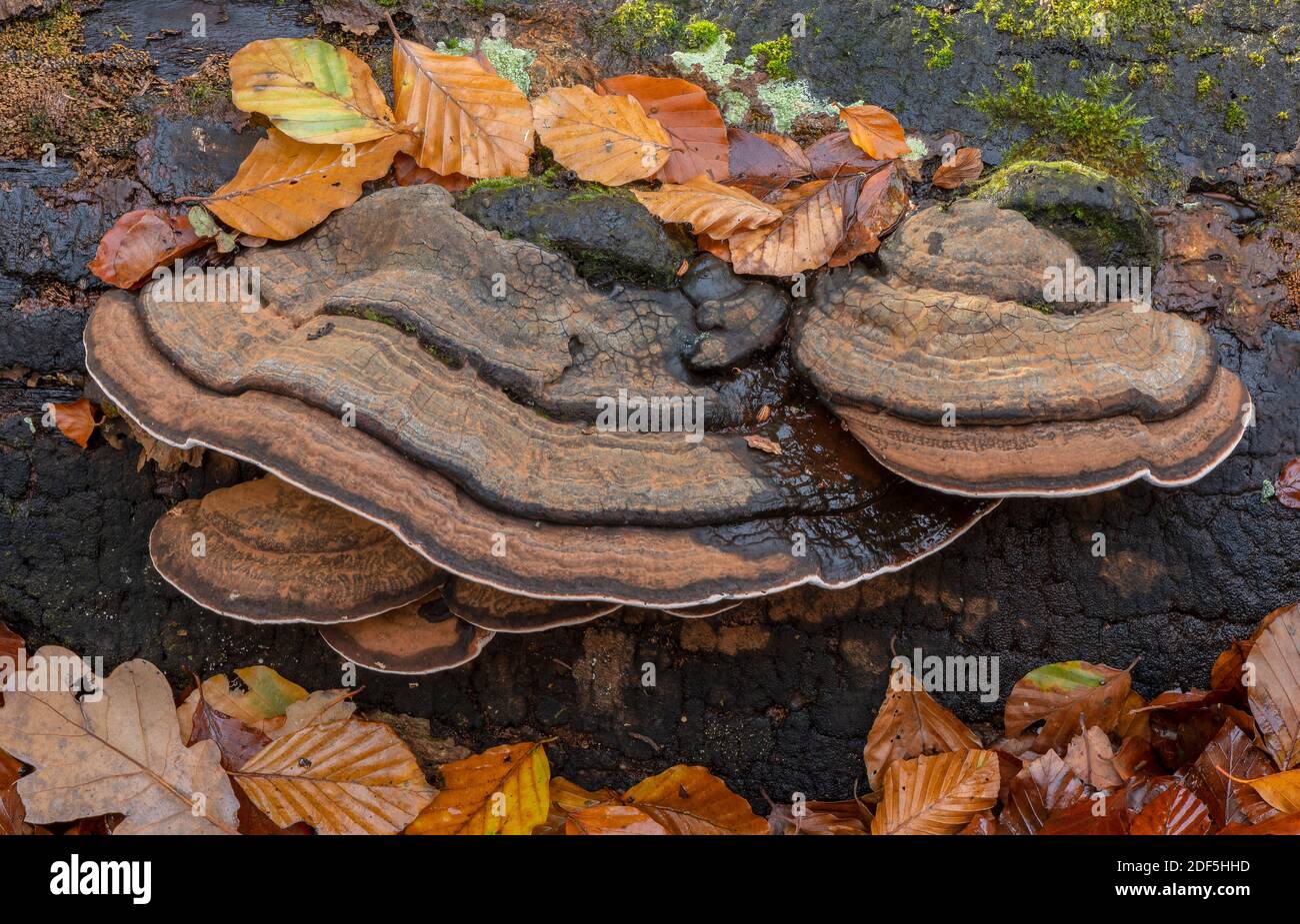 Southern Bracket, Ganoderma australe, champignon sur le hêtre tombé en automne, Nouvelle forêt. Banque D'Images