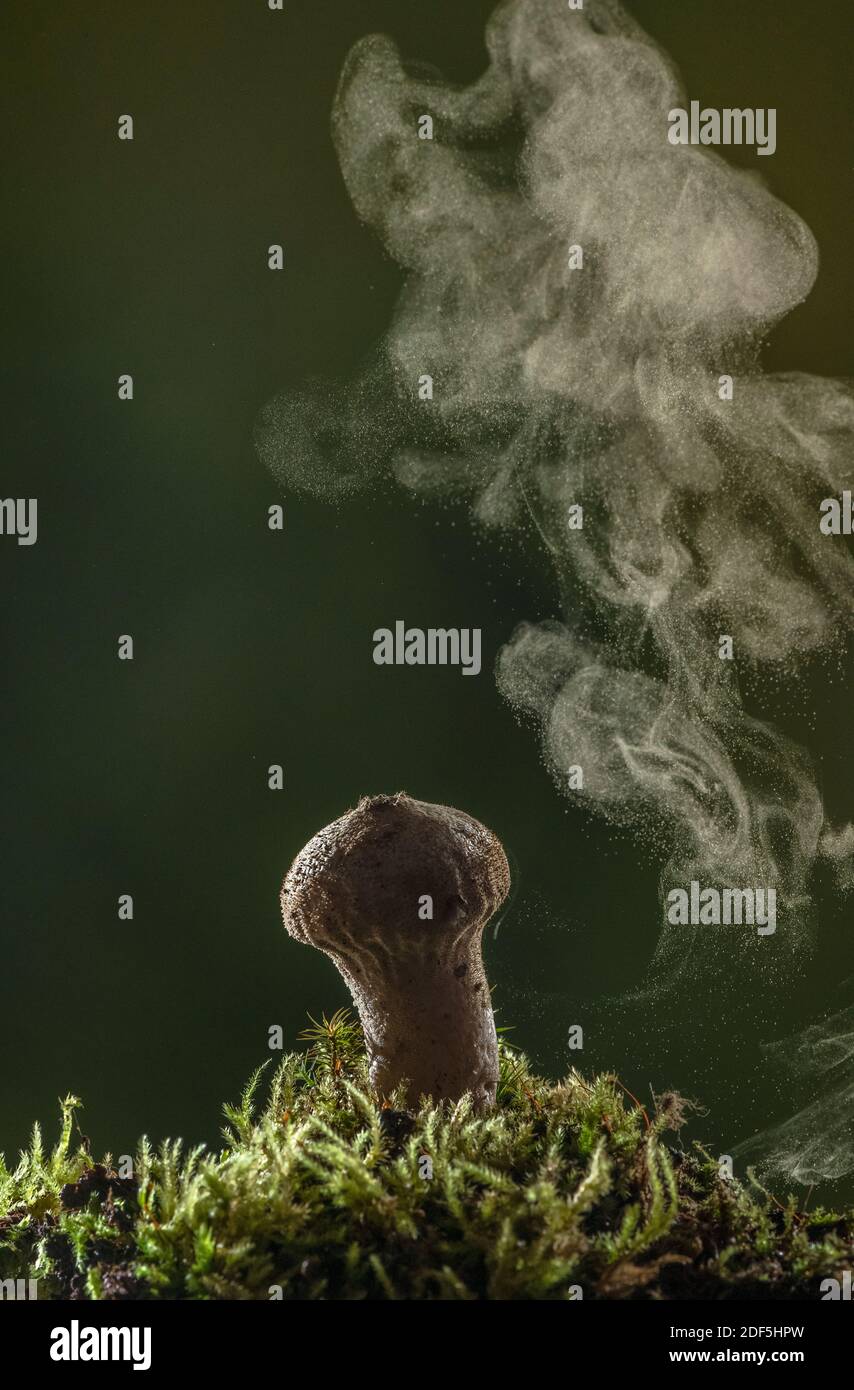 Le macareux commun, Lycoperdon perlatum, produit des spores à travers les pores, en automne. Banque D'Images