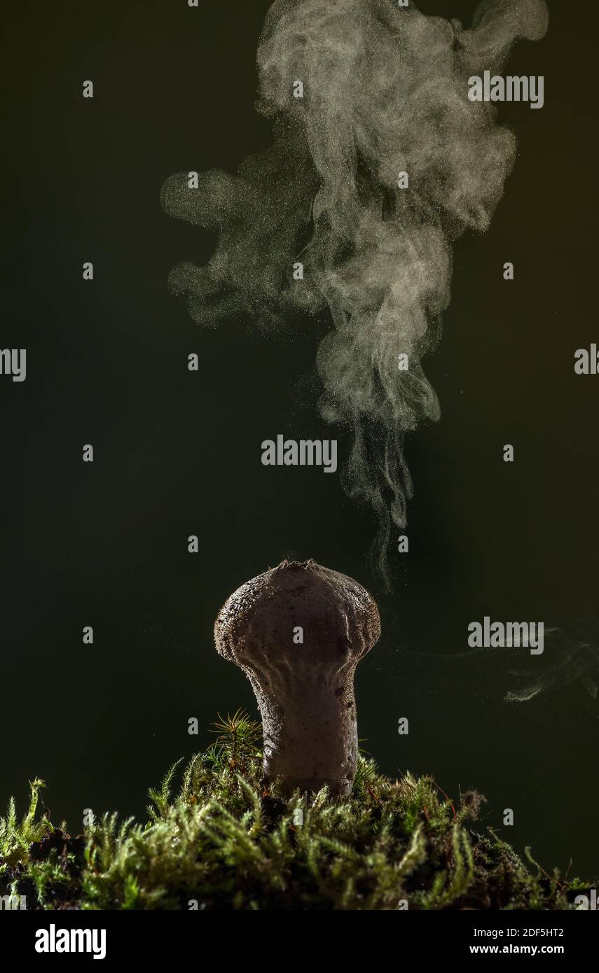 Le macareux commun, Lycoperdon perlatum, produit des spores à travers les pores, en automne. Banque D'Images