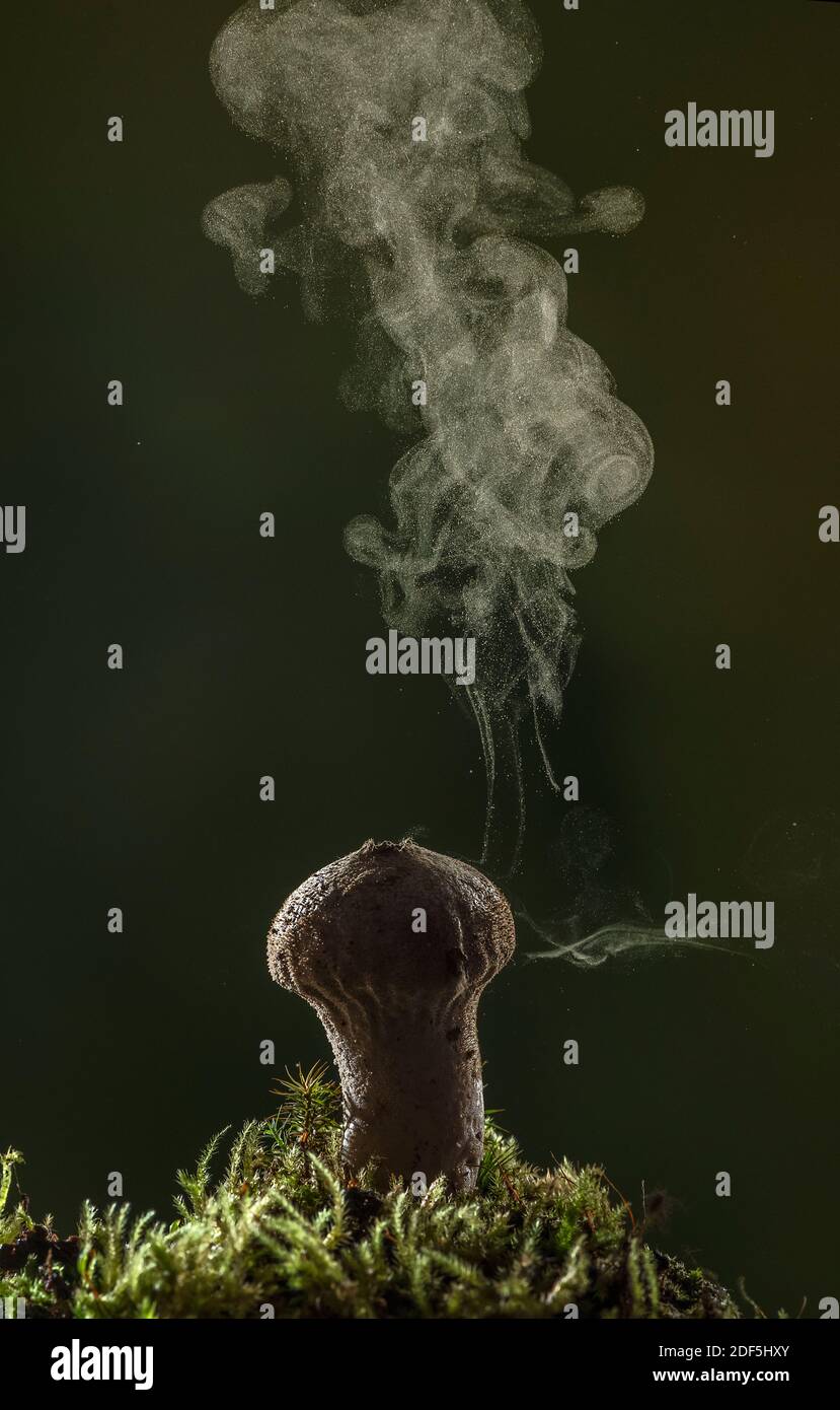 Le macareux commun, Lycoperdon perlatum, produit des spores à travers les pores, en automne. Banque D'Images