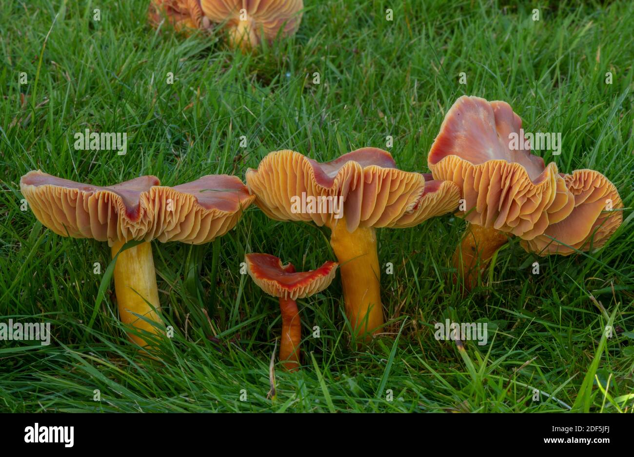 Groupe de cramoisi Waxcap, Hygrocybe punicea, champignons dans les prairies mown, cimetière de Wimborne, Dorset. Banque D'Images
