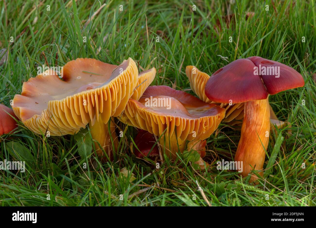 Groupe de cramoisi Waxcap, Hygrocybe punicea, champignons dans les prairies mown, cimetière de Wimborne, Dorset. Banque D'Images