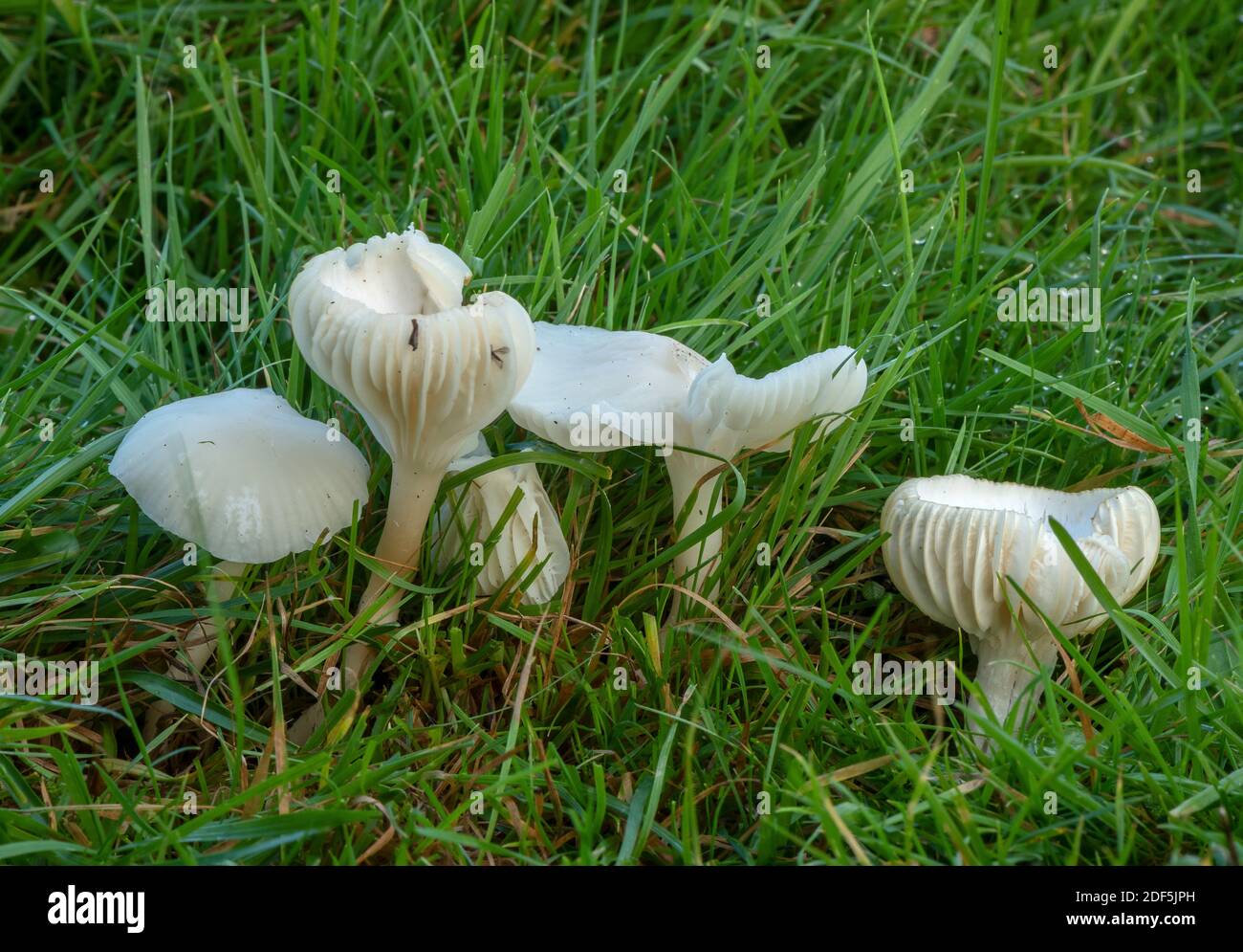 Groupe de Snowy Waxcap, Cuphophyllus virgineus, champignons dans les prairies mown, cimetière de Wimborne, Dorset. Banque D'Images
