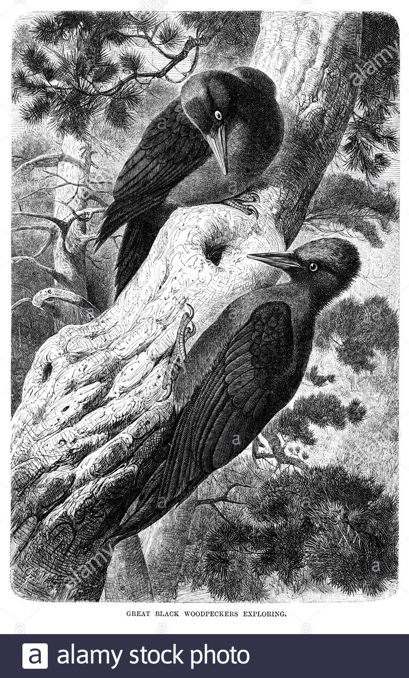 Great Black Woodpecker, illustration vintage de 1894/5 Banque D'Images