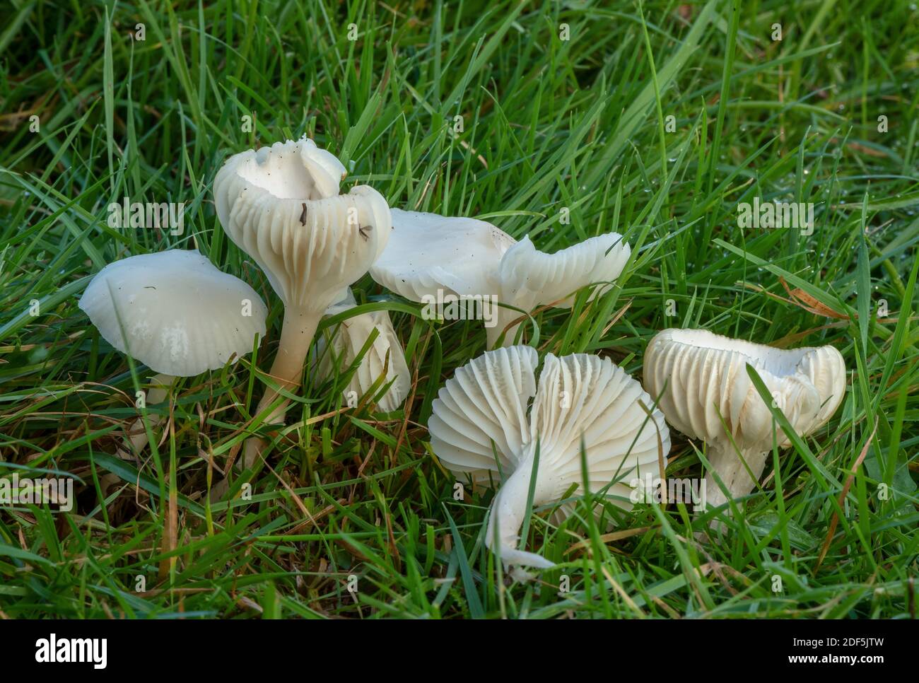 Groupe de Snowy Waxcap, Cuphophyllus virgineus, champignons dans les prairies mown, cimetière de Wimborne, Dorset. Banque D'Images