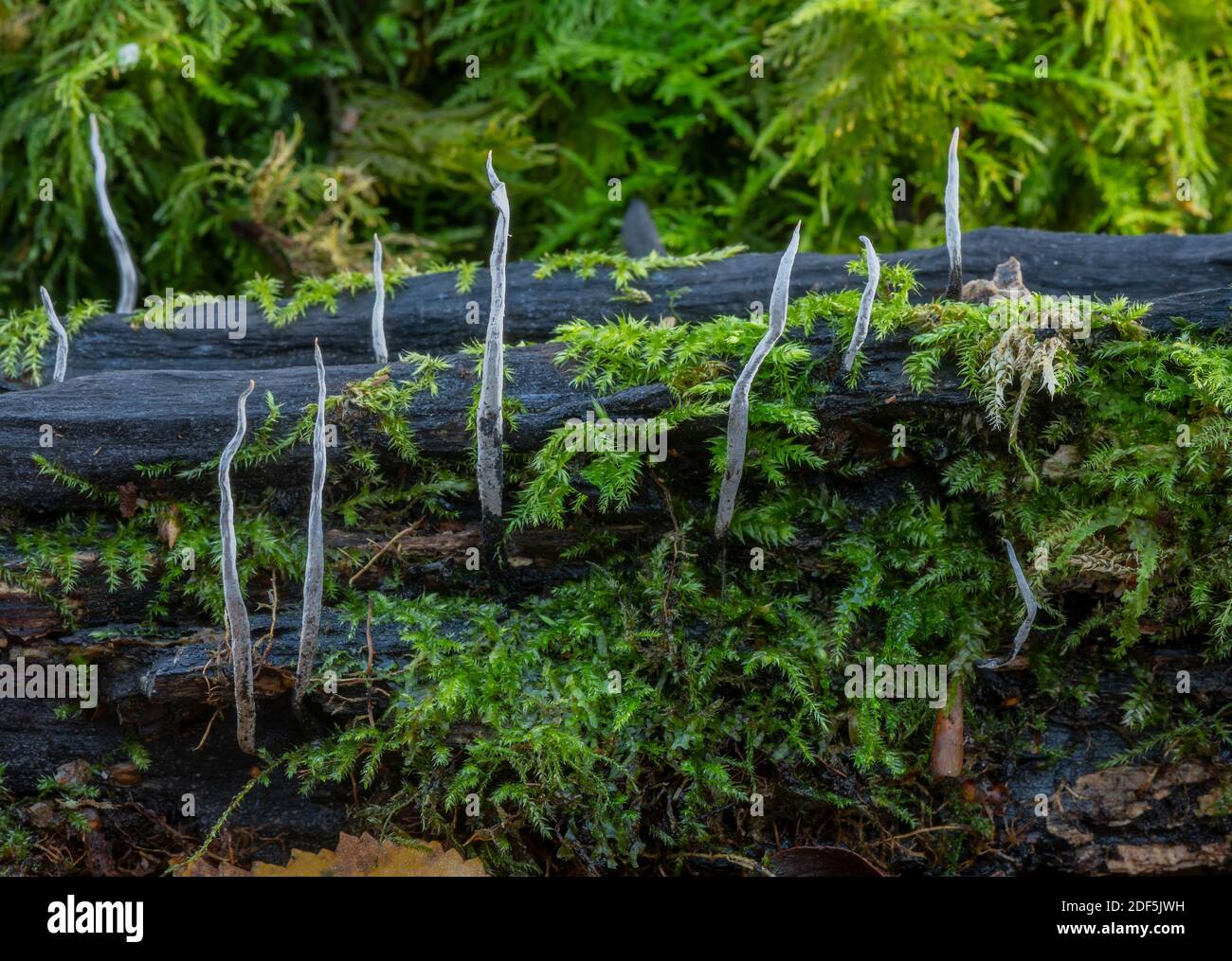 Le champignon Candlesnuff, Xylaria hypoxylon, pousse sur une vieille bûche de mousse à la fin de l'automne. Banque D'Images