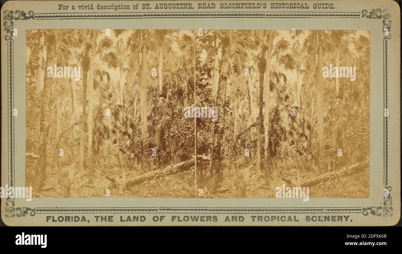 The Wilderness, où le major Dade et 107 de ses hommes ont été massacrés près de la rivière Ocklahawa, en Floride, par Osceola et son groupe., image fixe, stéréographes, 1850 - 1930 Banque D'Images