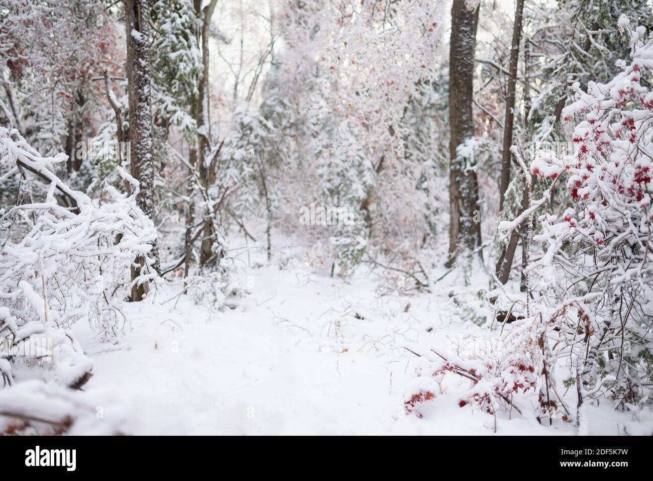 Belle forêt d'hiver après une forte neige Banque D'Images