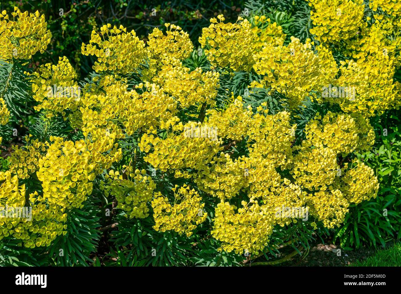 Euphorbia chacias subs wulfenii plante arbustive à fleurs à feuilles persistantes d'été printanières avec une fleur jaune d'été printanière, photo de stock Banque D'Images