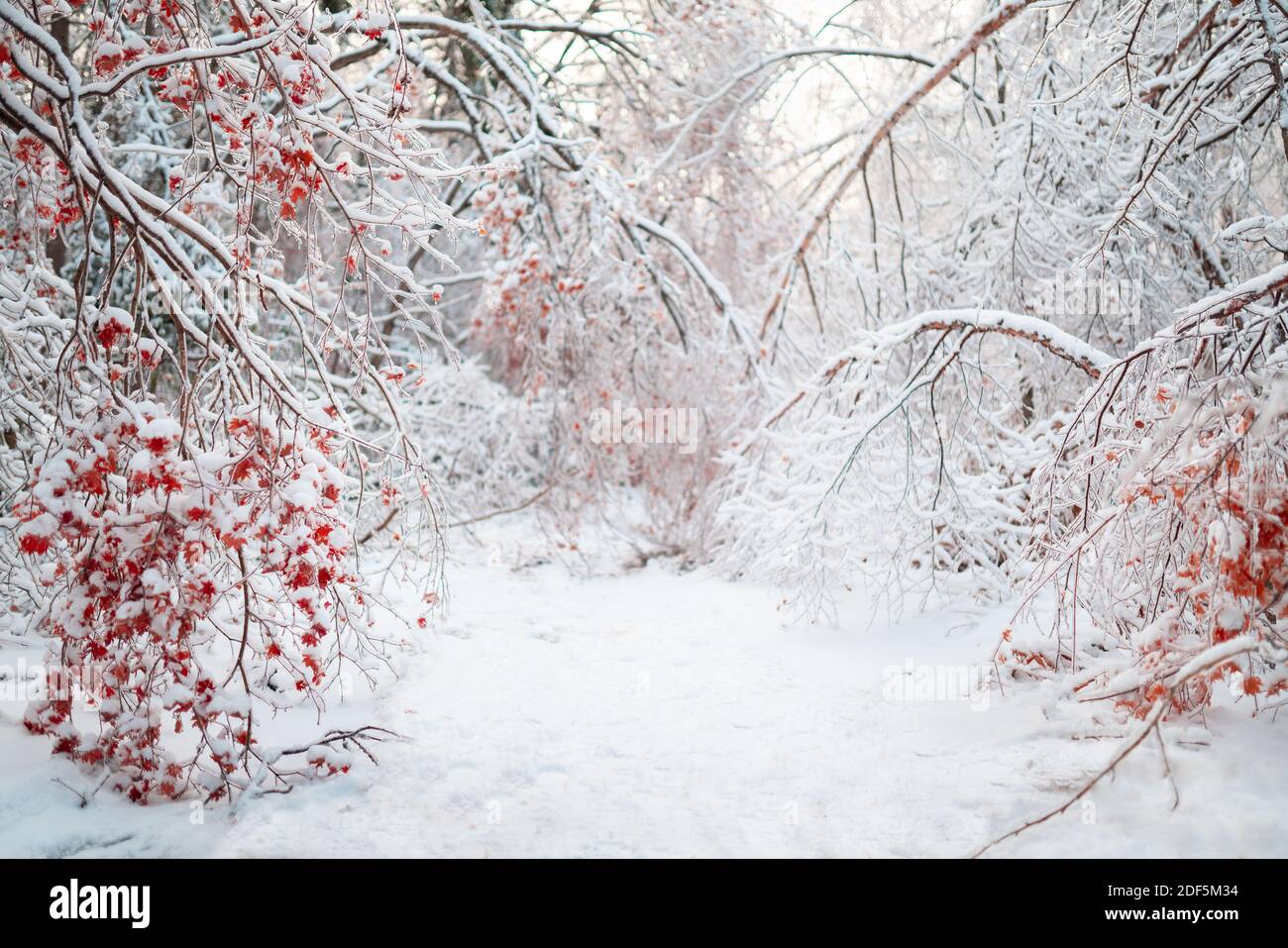 Belle forêt d'hiver après une forte neige Banque D'Images