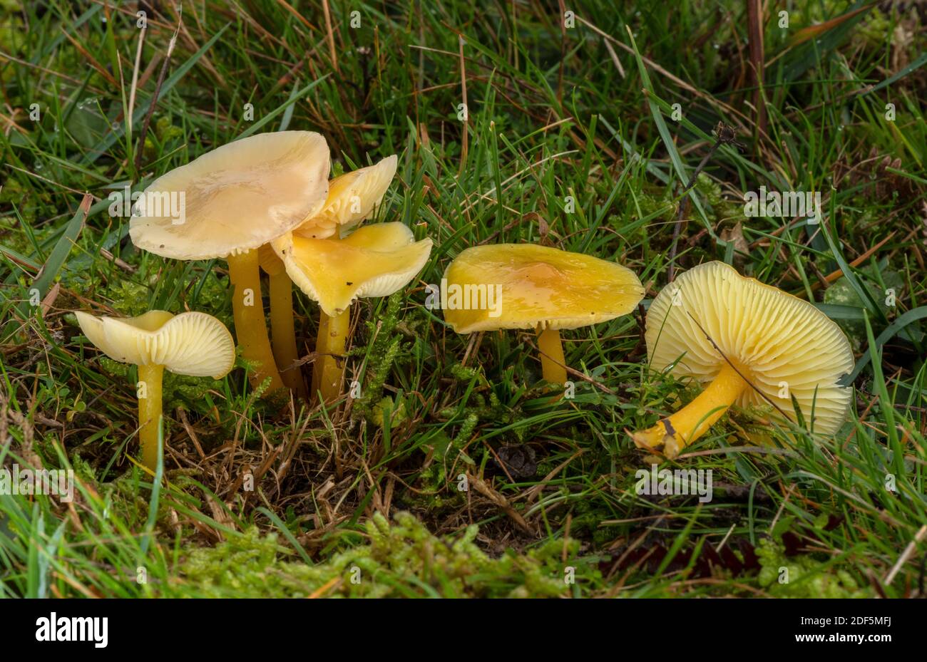 Groupe de Golden Waxcap, Hygrocybe chlorophhana, champignons dans les prairies graisées, Corfe Common, Dorset. Banque D'Images