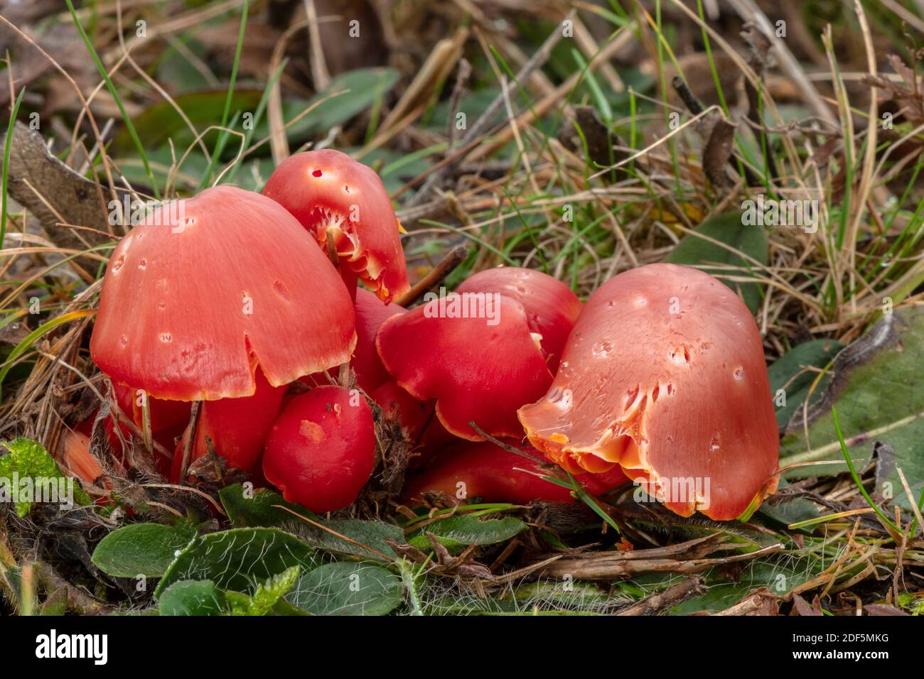 Groupe de champignons Splendid Waxcap, Hygrocybe splendidissima dans les prairies graisées, Corfe Common, Dorset. Banque D'Images