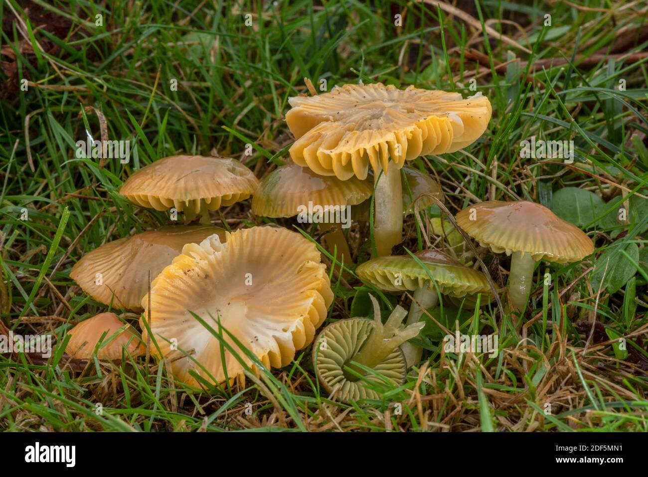 Groupe de Parrot Waxcap, Gliophorus psittacinus, champignons des prairies graisées, Corfe Common, Dorset. Banque D'Images