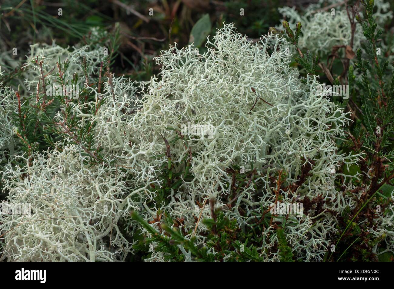 Un lichen de renne, Cladonia portentosa, en masses sur des dunes de sable acides, Dorset. Banque D'Images