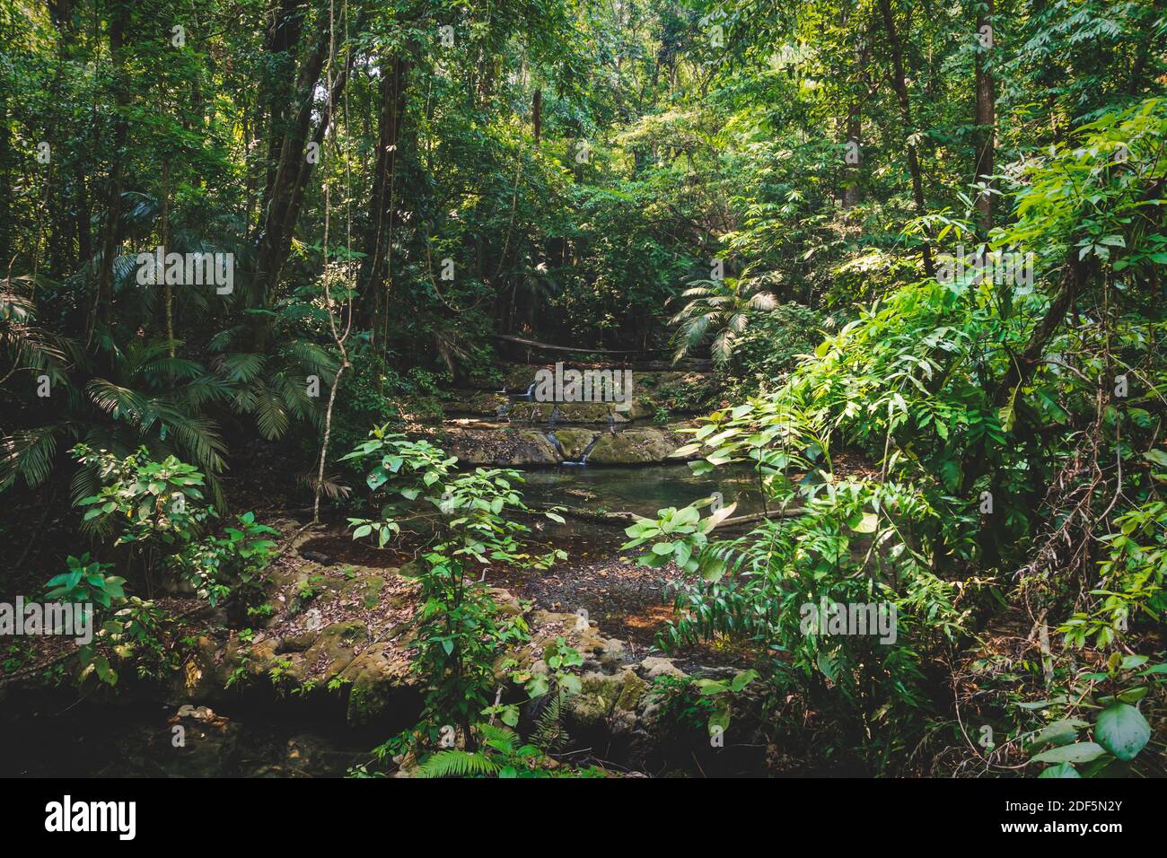 Rivière paisible avec petites cascades dans une forêt tropicale luxuriante à Palenque, Chiapas, Mexique Banque D'Images