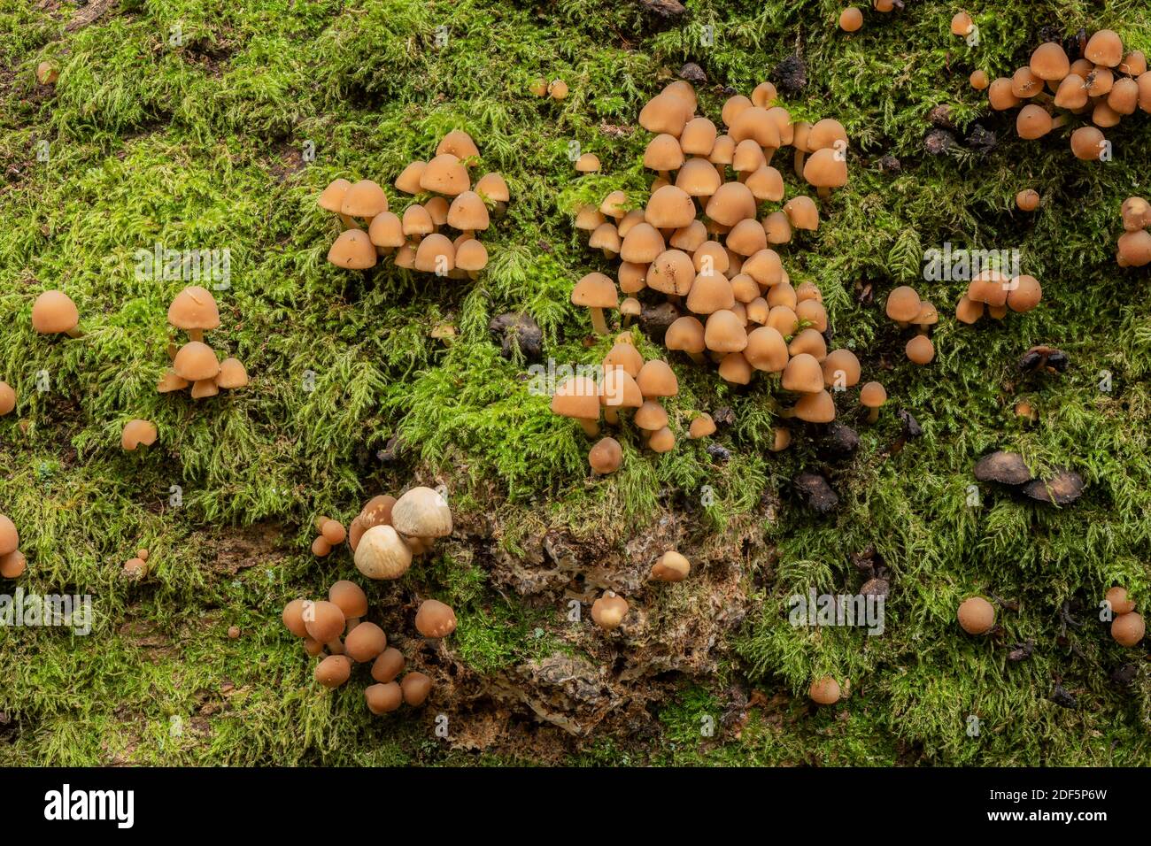 Capot groupé, Mycena inclinata, parmi les mousses sur le bois de chêne déchu. Nouvelle forêt. Banque D'Images