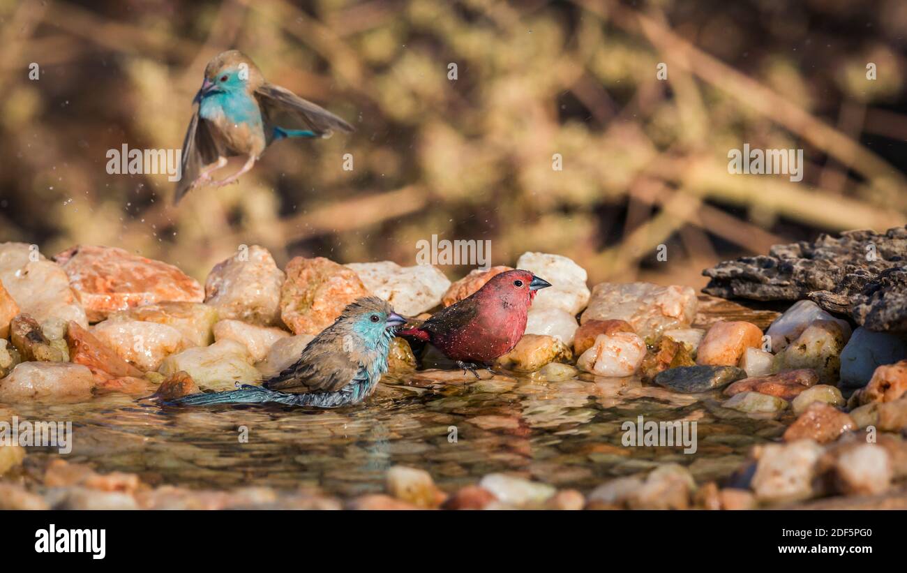 Jameson Firefinch et Cordonbleu aux brises bleues se baignant dans un trou d'eau du parc national Kruger, Afrique du Sud ; espèce Lagonosticta rhodopareia et Uraegi Banque D'Images