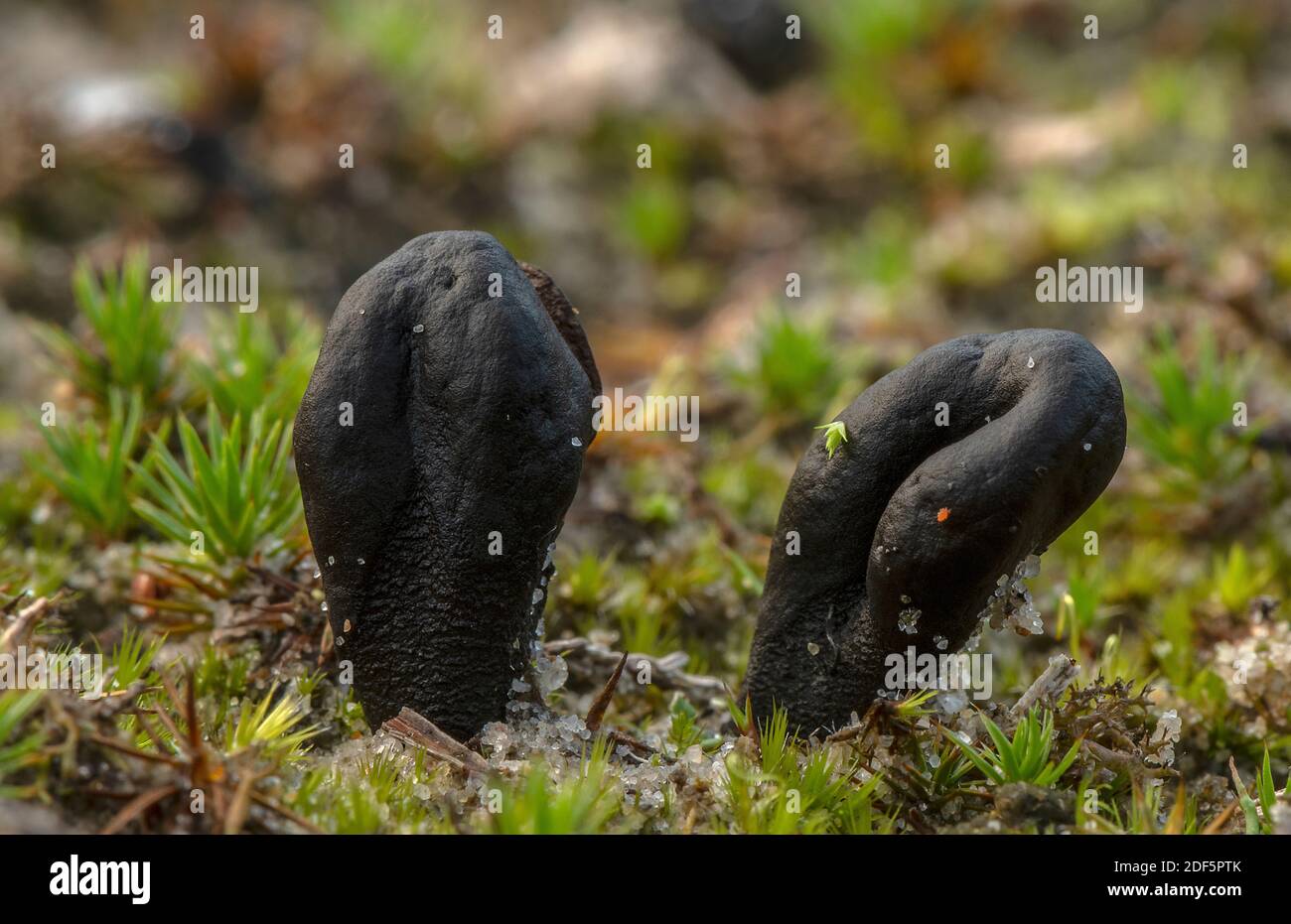 Sable EarthTongue, arenarium de Sabuloglossum, croissant dans le sable acide sur les dunes de Studland, Dorset. Banque D'Images