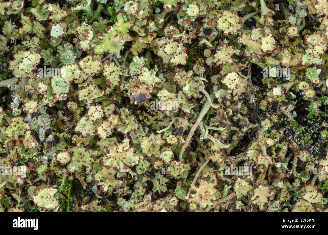 Mealy Pixie-Cup, Cladonia chlorophea, lichen sur les dunes de sable acide, Dorset. Banque D'Images