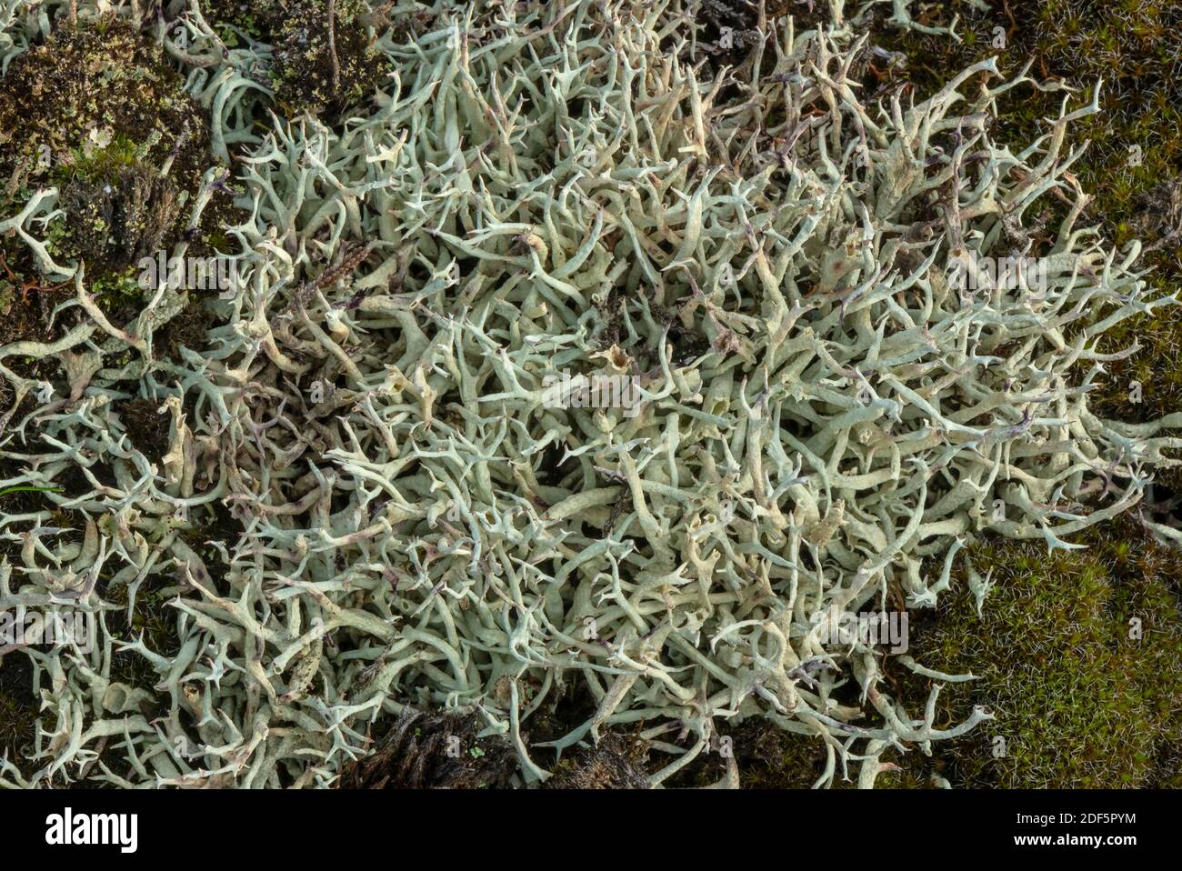 Un lichen de renne, Cladonia portentosa, en masses sur des dunes de sable acides, Dorset. Banque D'Images
