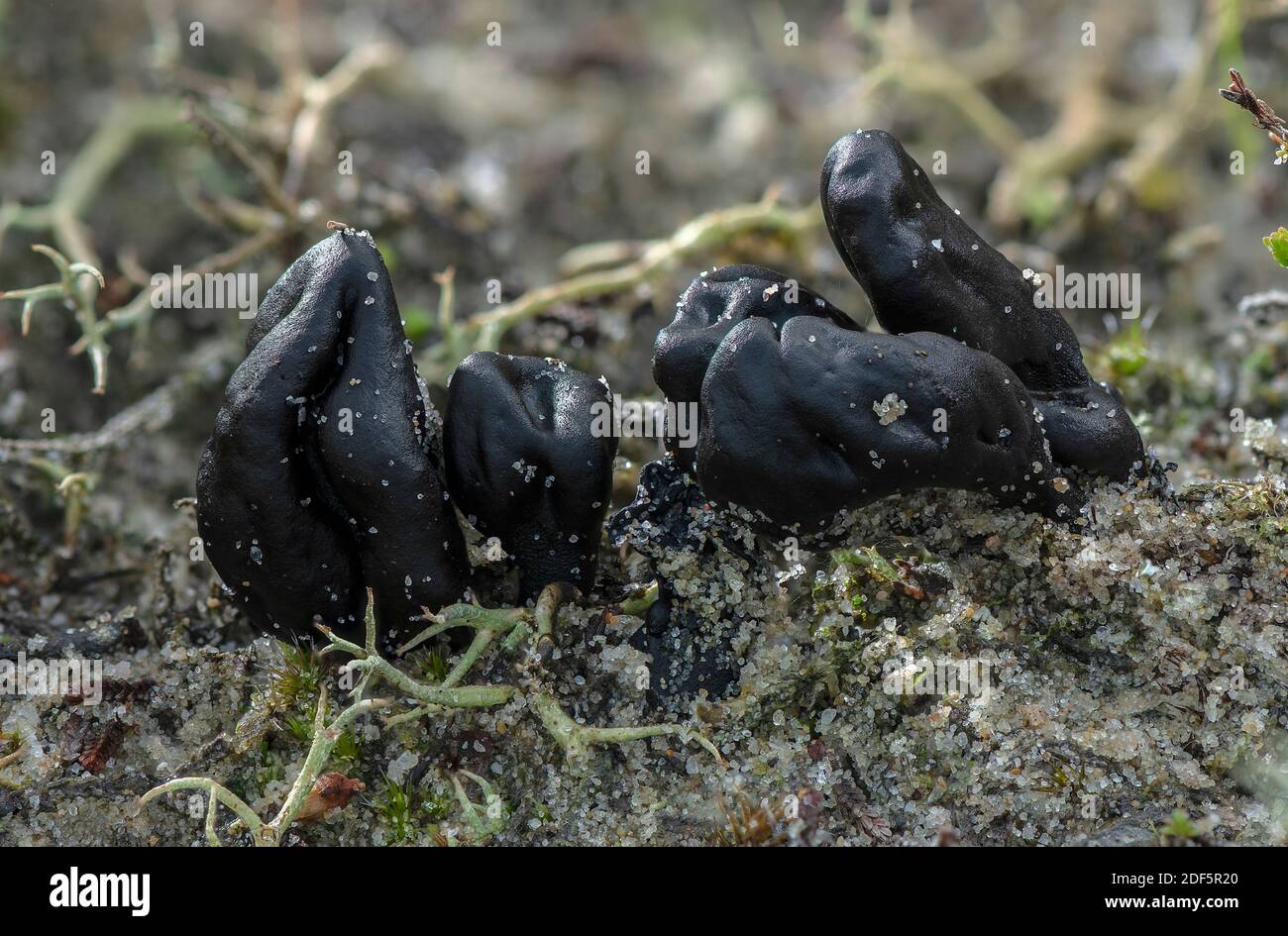 Sable EarthTongue, arenarium de Sabuloglossum, croissant dans le sable acide sur les dunes de Studland, Dorset. Banque D'Images