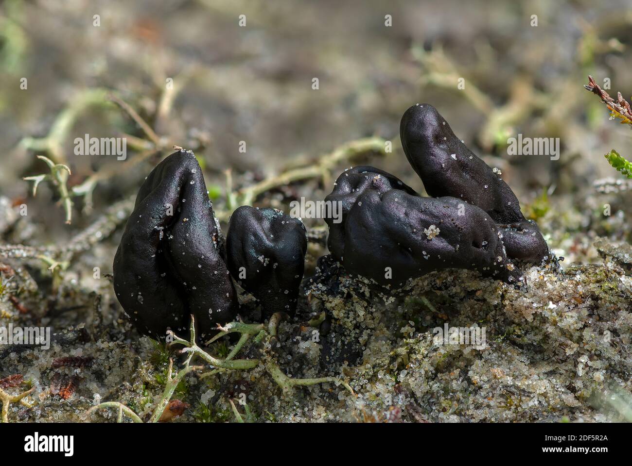 Sable EarthTongue, arenarium de Sabuloglossum, croissant dans le sable acide sur les dunes de Studland, Dorset. Banque D'Images