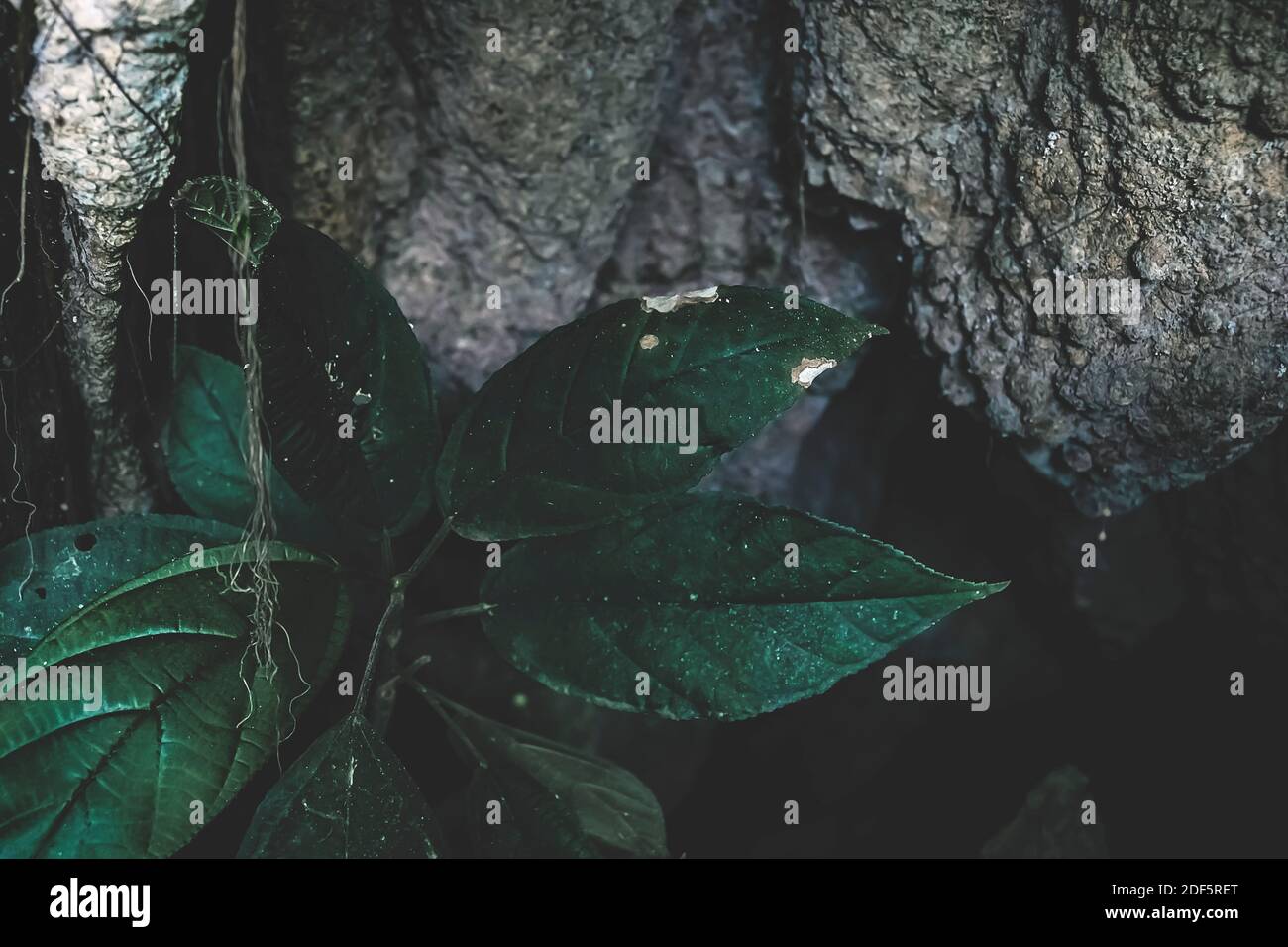 Détails sombres des racines tropicales et des feuilles sombres sur terre à Palenque, Chiapas, Mexique Banque D'Images