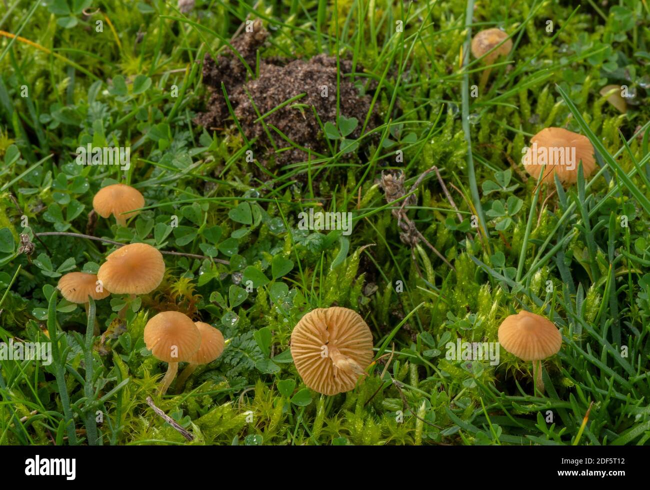 Gazelles, Galerina graminea, en gazon acide court sur dunes de sable à Dawlish Warren, Devon. Banque D'Images