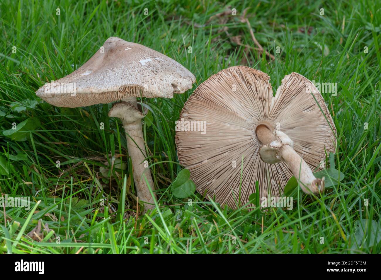 Un champignon parasol, Macrolepiota excoriata, qui pousse dans un ancien pré non amélioré, Dorset. Banque D'Images