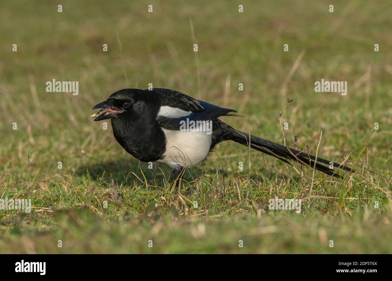 Magpie commune, Pica pica, alimentation et alimentation dans les prairies de dunes, Devon. Banque D'Images