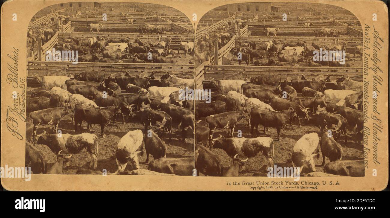 Dans les chantiers de la grande Union, Chicago, Etats-Unis, image fixe, stéréographes, 1890 Banque D'Images