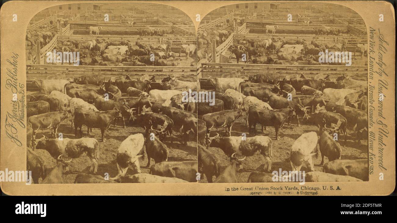 Dans les chantiers de la grande Union, Chicago, Etats-Unis, image fixe, stéréographes, 1890 Banque D'Images