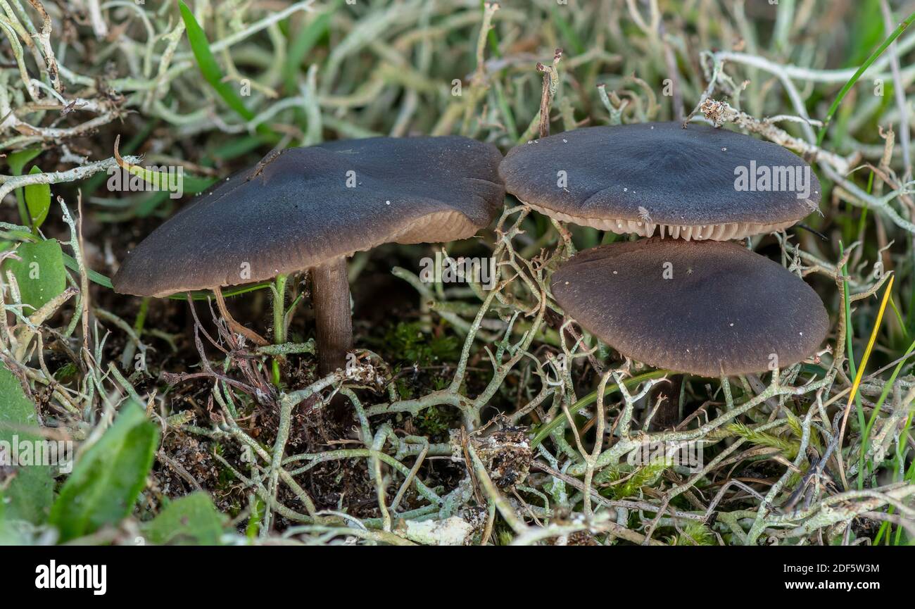 Un Pinkgill peu commun, Entoloma mougeotii, dans un gazon acide court sur les dunes de sable, Dawlish Warren, Devon. Banque D'Images