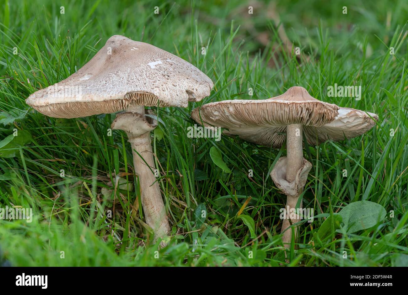 Un champignon parasol, Macrolepiota excoriata, qui pousse dans un ancien pré non amélioré, Dorset. Banque D'Images